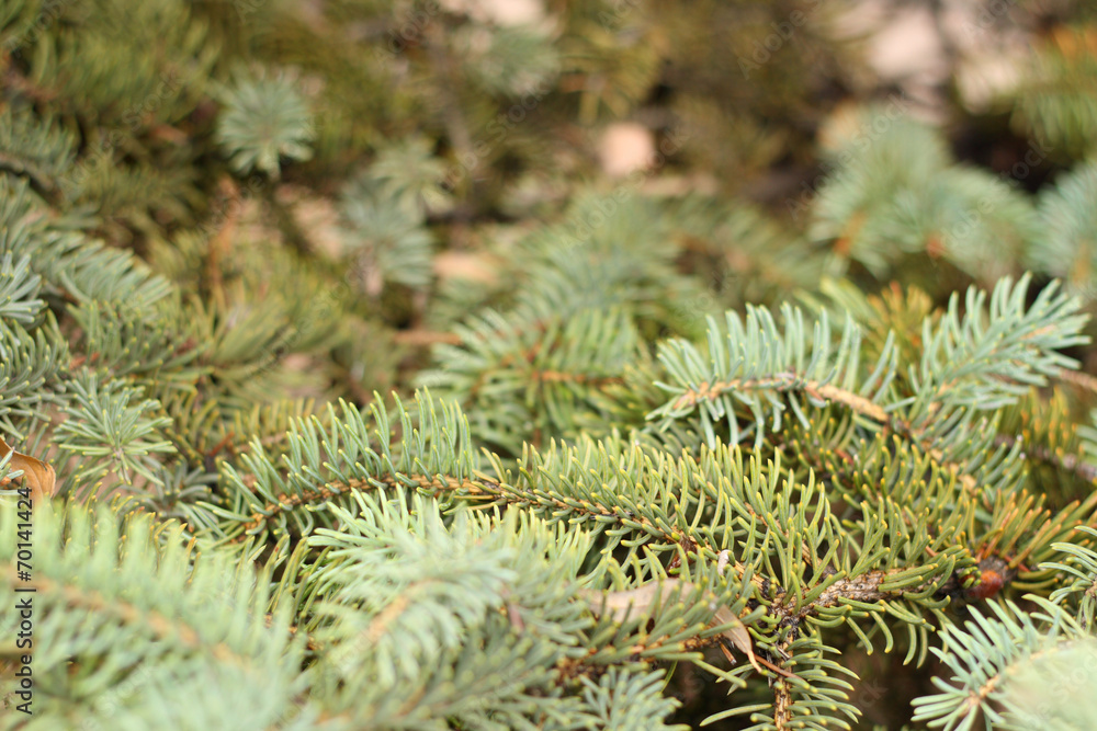 Green pine needles. Green pine needles.