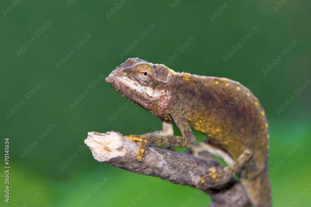 Calumma tigris - Seychelles chamaleon portrait, endemic