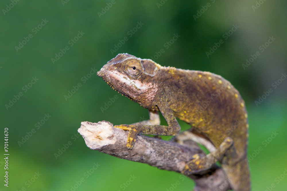 Calumma tigris - Seychelles chamaleon portrait, endemic Calumma tigris - Seychelles chamaleon portrait, endemic
