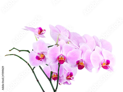 Fototapeta Naklejka Na Ścianę i Meble -  Pink orchid isolated on a white background