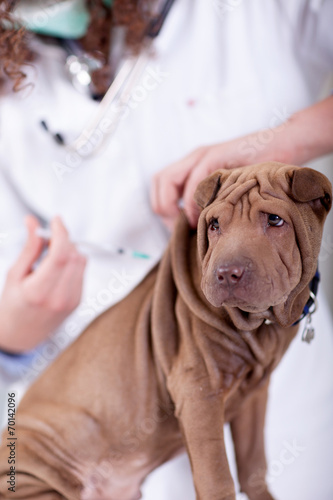 veterinary  is giving the vaccine to the puppy dog Shar-Pei