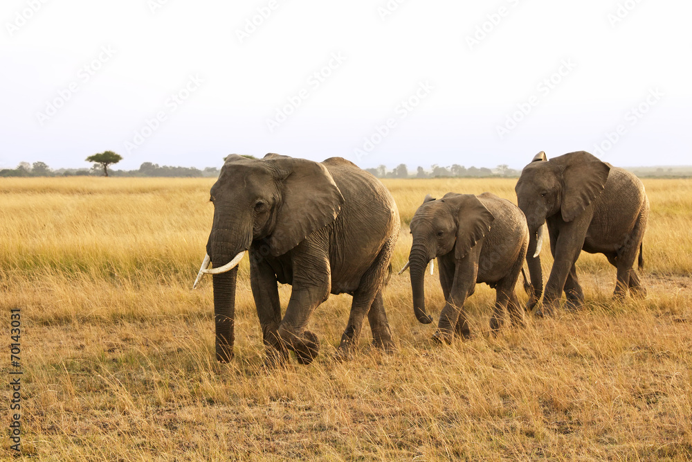 Family of Elephants on the Masai Mara