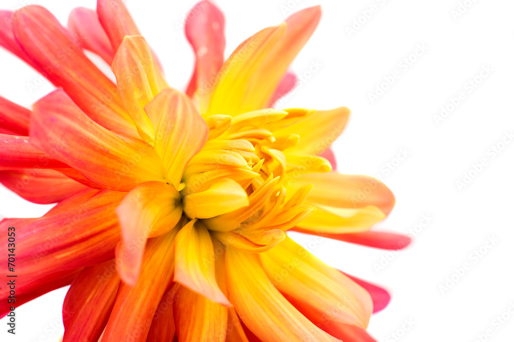 red yellow dahlia