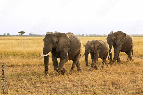 Family of Elephants on the Masai Mara