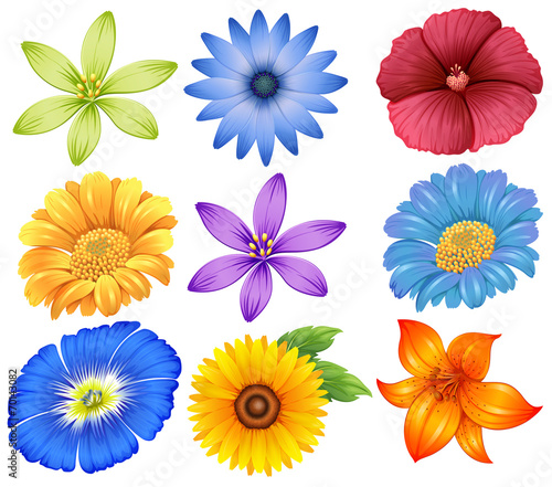 Colourful flowers