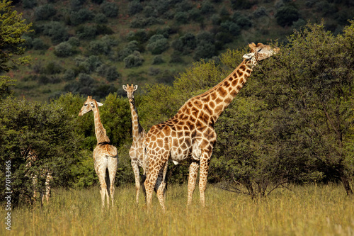 Giraffes in natural habitat #70143465