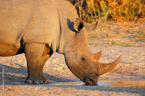 White rhinoceros drinking water