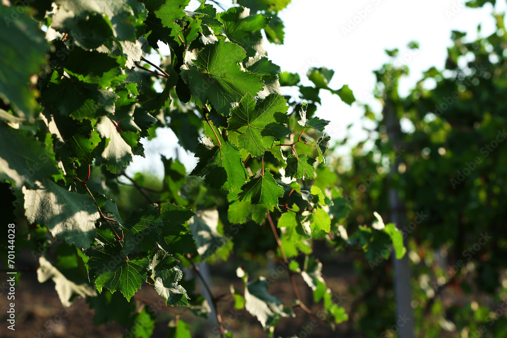 Grape plantation in summer Grape plantation in summer