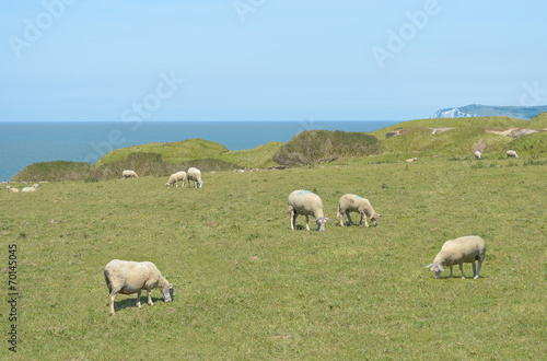 Les moutons sur les pelouses du Cap Gris-Nez