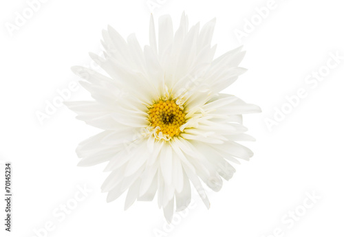 Fototapeta Naklejka Na Ścianę i Meble -  beautiful aster