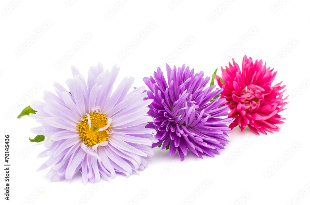 beautiful aster beautiful aster