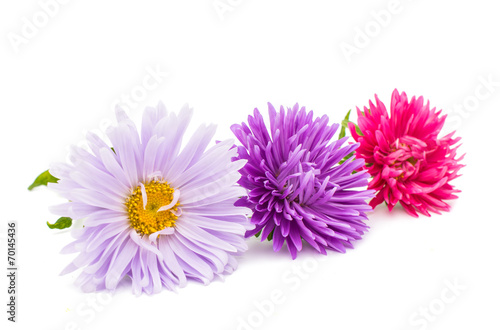 Fototapeta Naklejka Na Ścianę i Meble -  beautiful aster