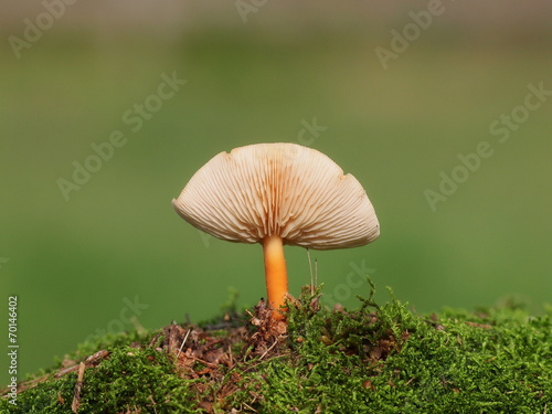 Mushrooms and moss on green background, series