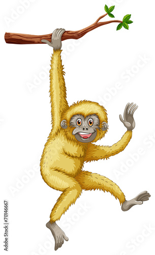 Gibbon