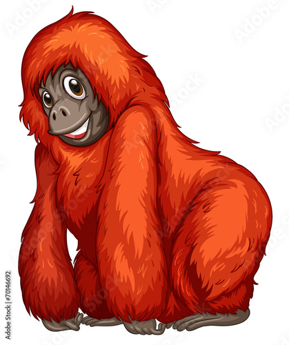 Orangutan