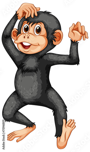 Chimpanzee