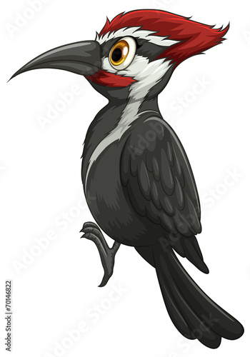 woodpecker