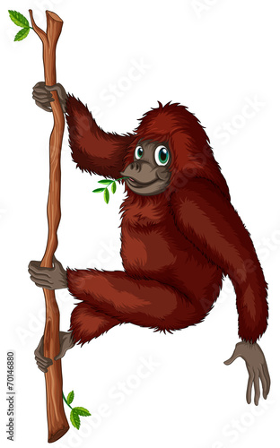 Orangutan