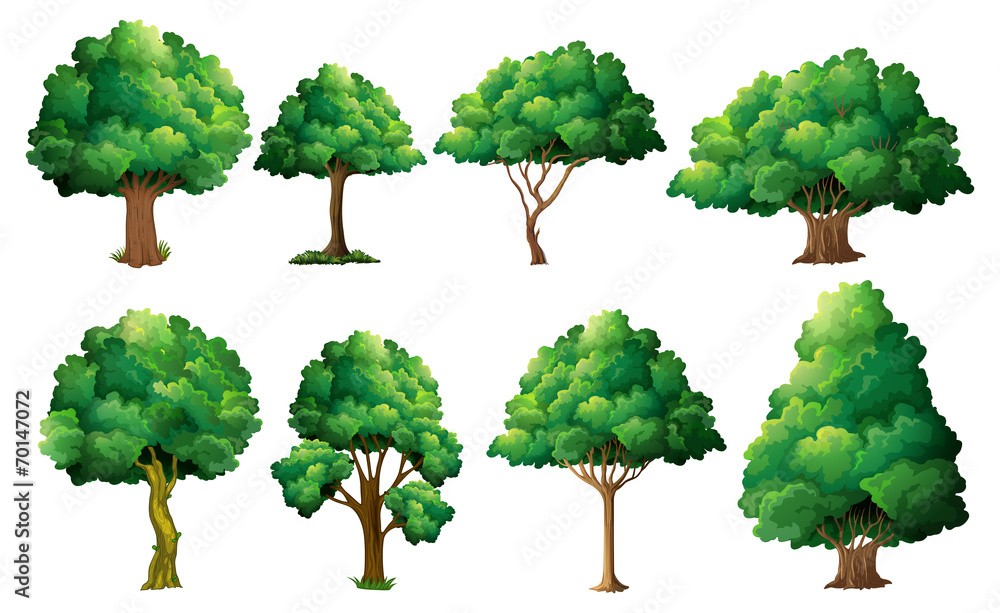 Obraz premium Tree set