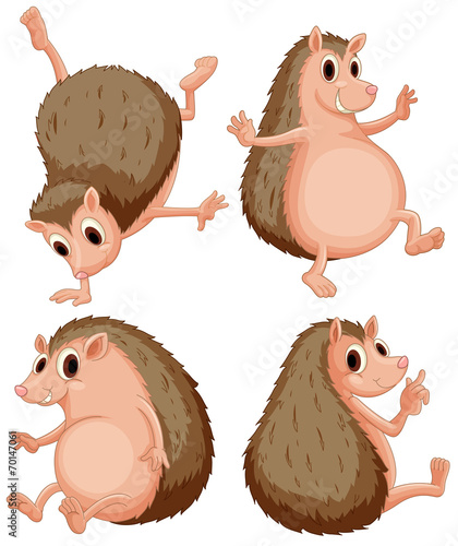 Hedgehog set