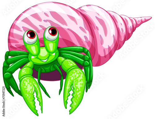 Hermit crab
