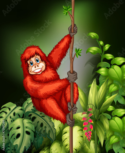 Monkey in jungle