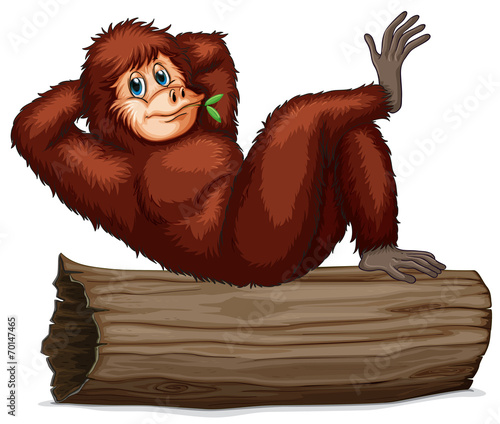 Chimpanzee