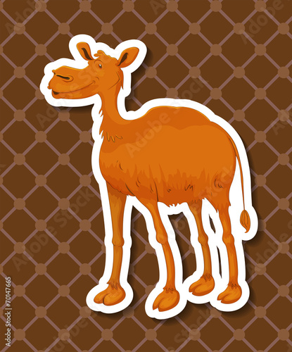 Camel
