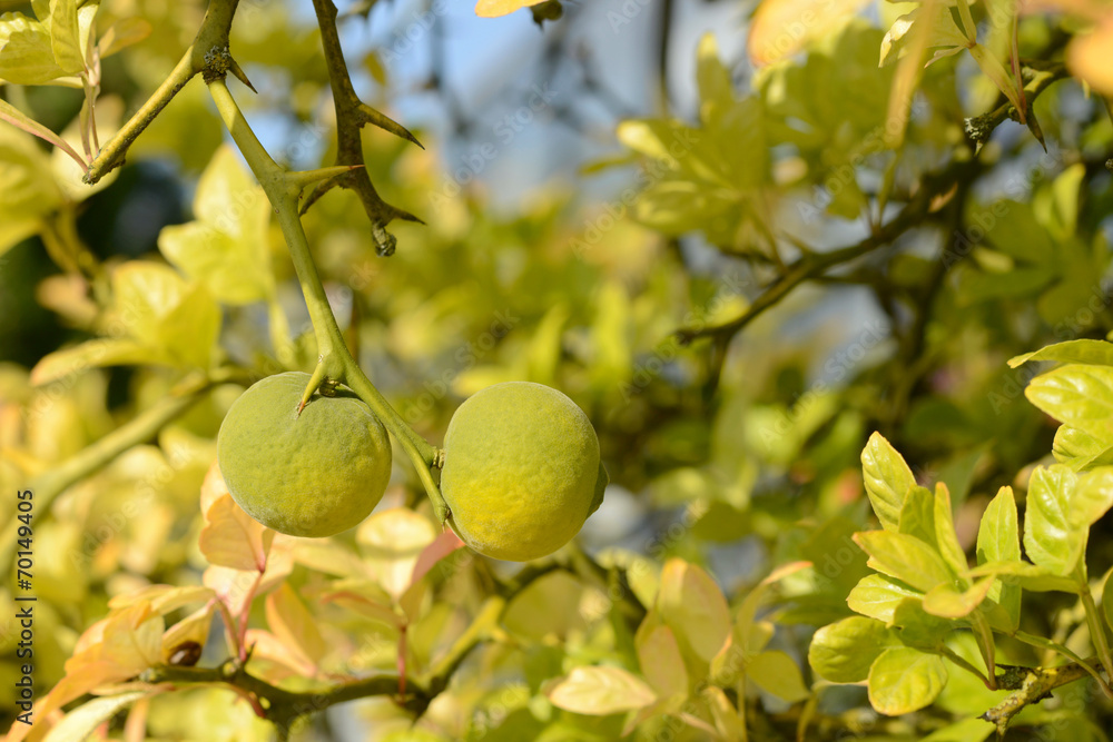 Dreiblätterige Citrus