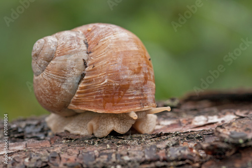 vorsichtige Schnecke photo