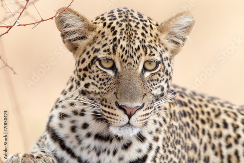 Leopard - Portrait
