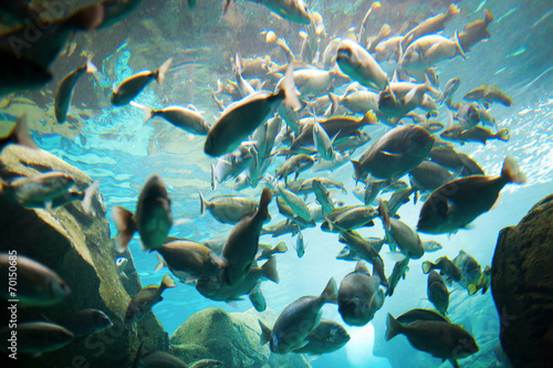 Group of fish i © Vitalinka