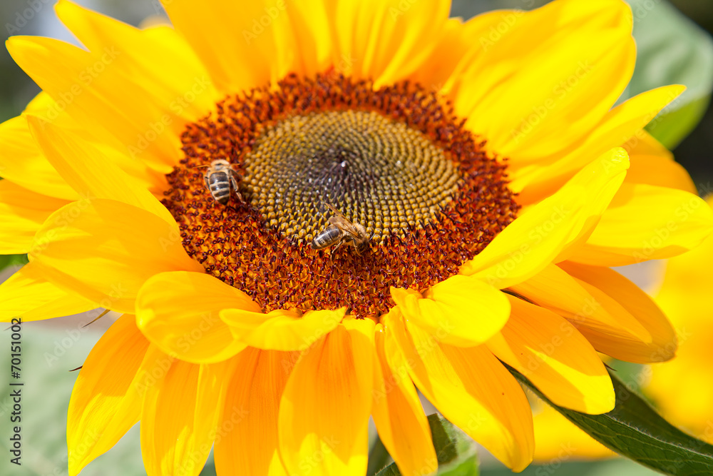 Obraz premium Sunflower
