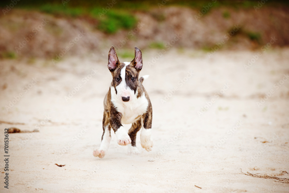 adorable puppy running outdoors adorable puppy running outdoors