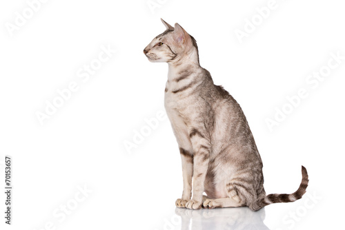 Obraz na plátne beautiful oriental cat