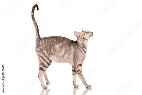 Foto purebred oriental cat