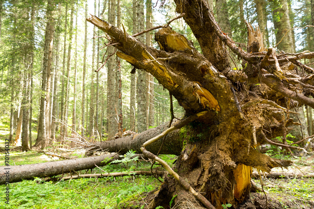 Tree roots in the forest