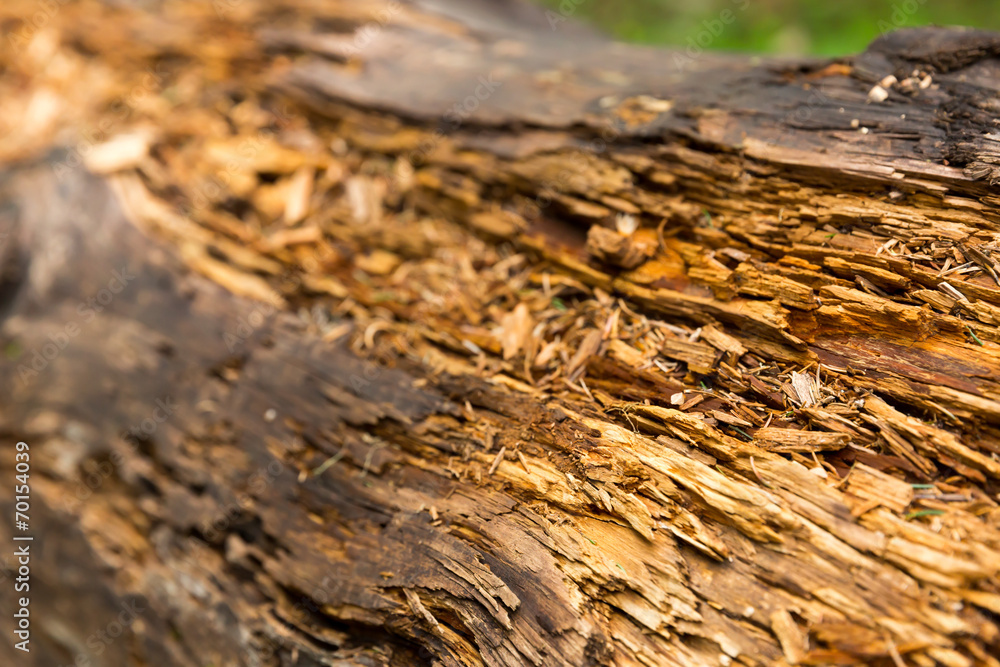 Fototapeta premium Old rotten wood