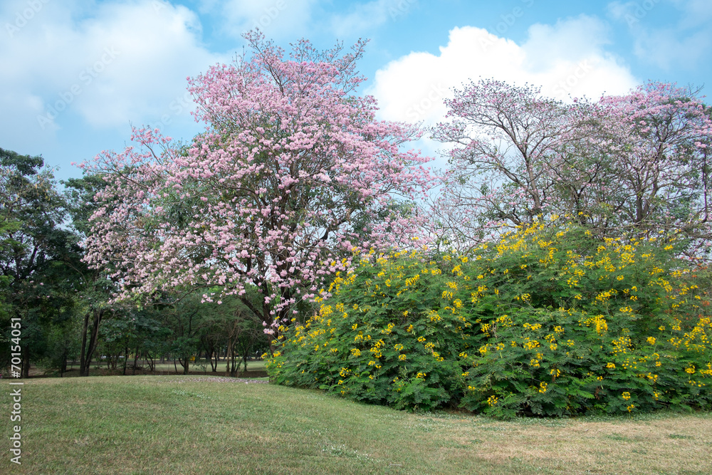 Pink Tabebuia tree and yellow Royal Poinciana with blue sky at t