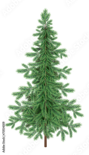 Christmas green spruce fir tree isolated