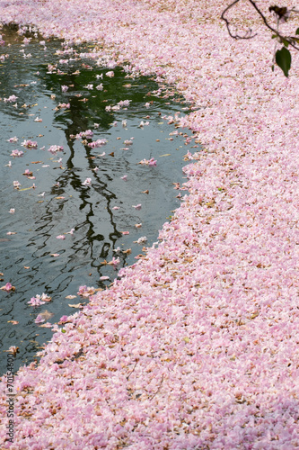 pink tabebuia flower and shadow of tree on the pond.
