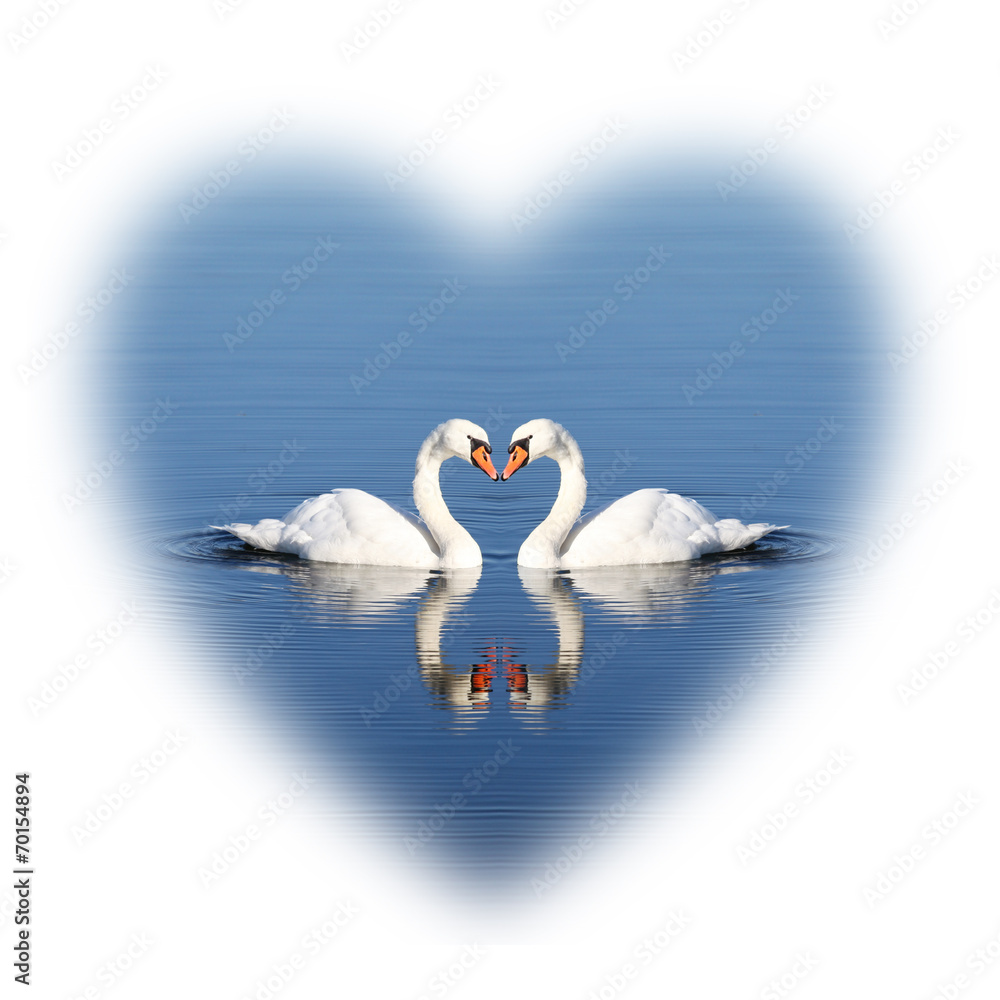 Fototapeta premium Schwan Paar