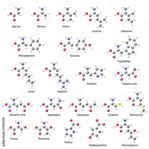 Amino acids -  main structural chemical formulas photo