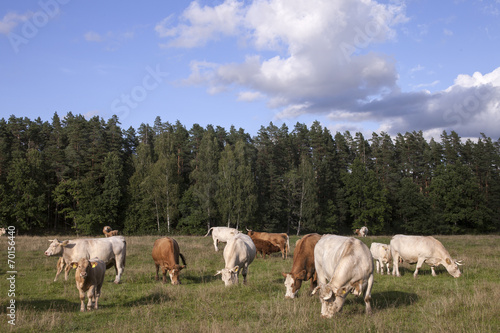 Panorama with cattle