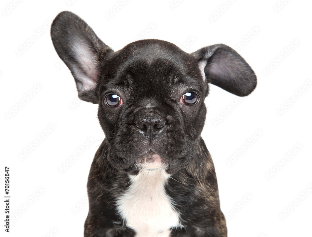 French bulldog close-up portrait