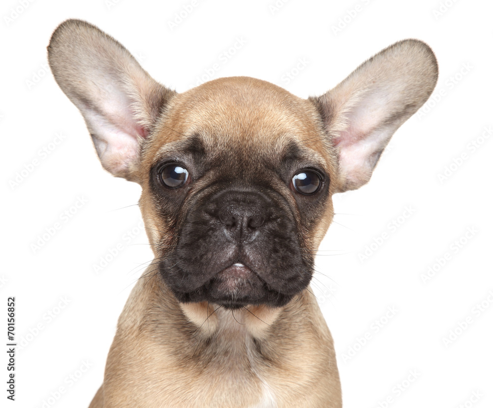 French Bulldog puppy close-up