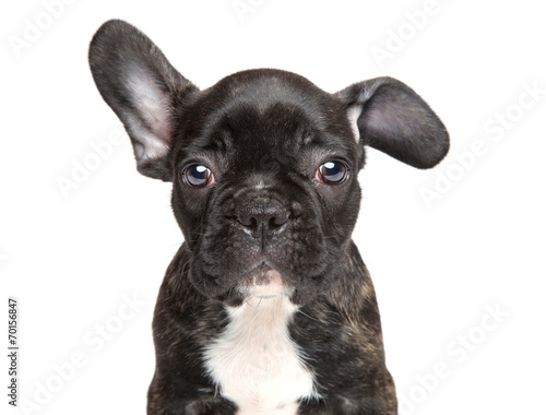 French bulldog close-up portrait © jagodka