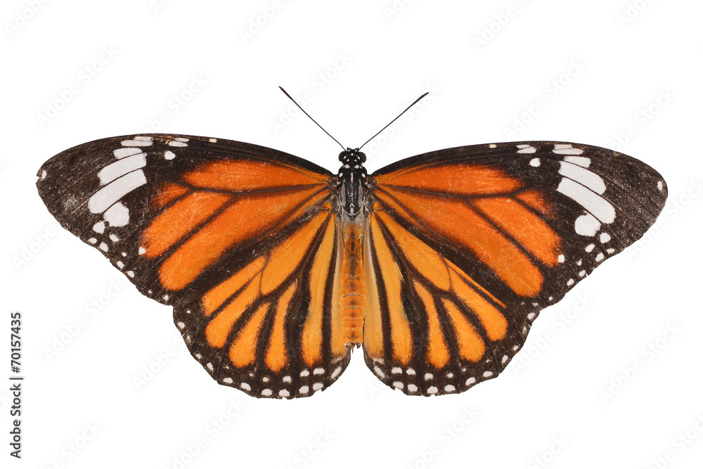 Fototapeta premium monarch butterfly