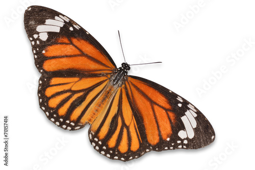 monarch butterfly © thawats