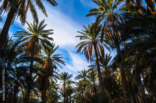 Palm grove © dainiausphoto